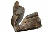 16.5" Wide Woolly Mammoth Mandible with M2 Molars - North Sea - #200812-2